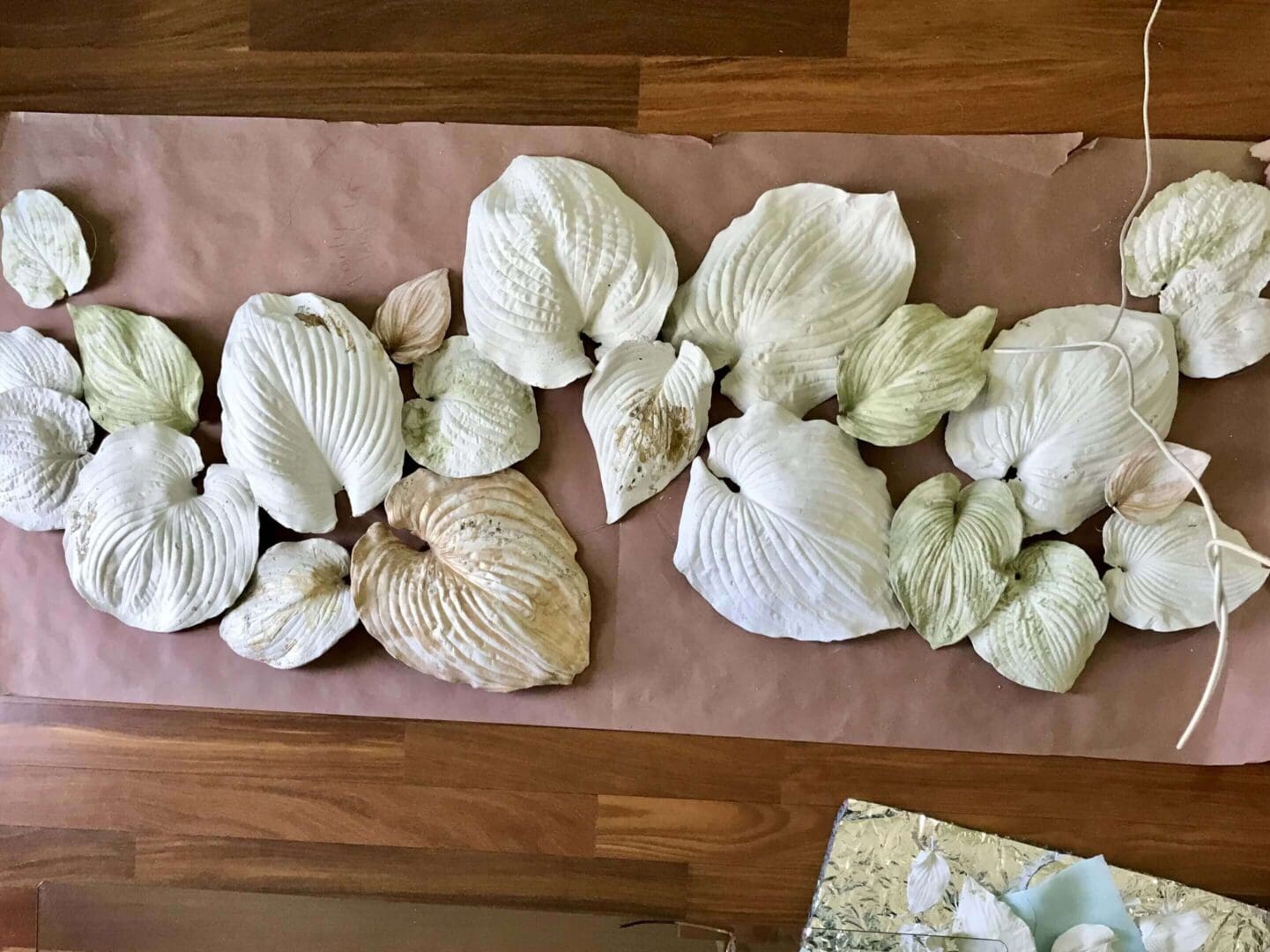 A collection of large white seashells arranged on a wooden surface.