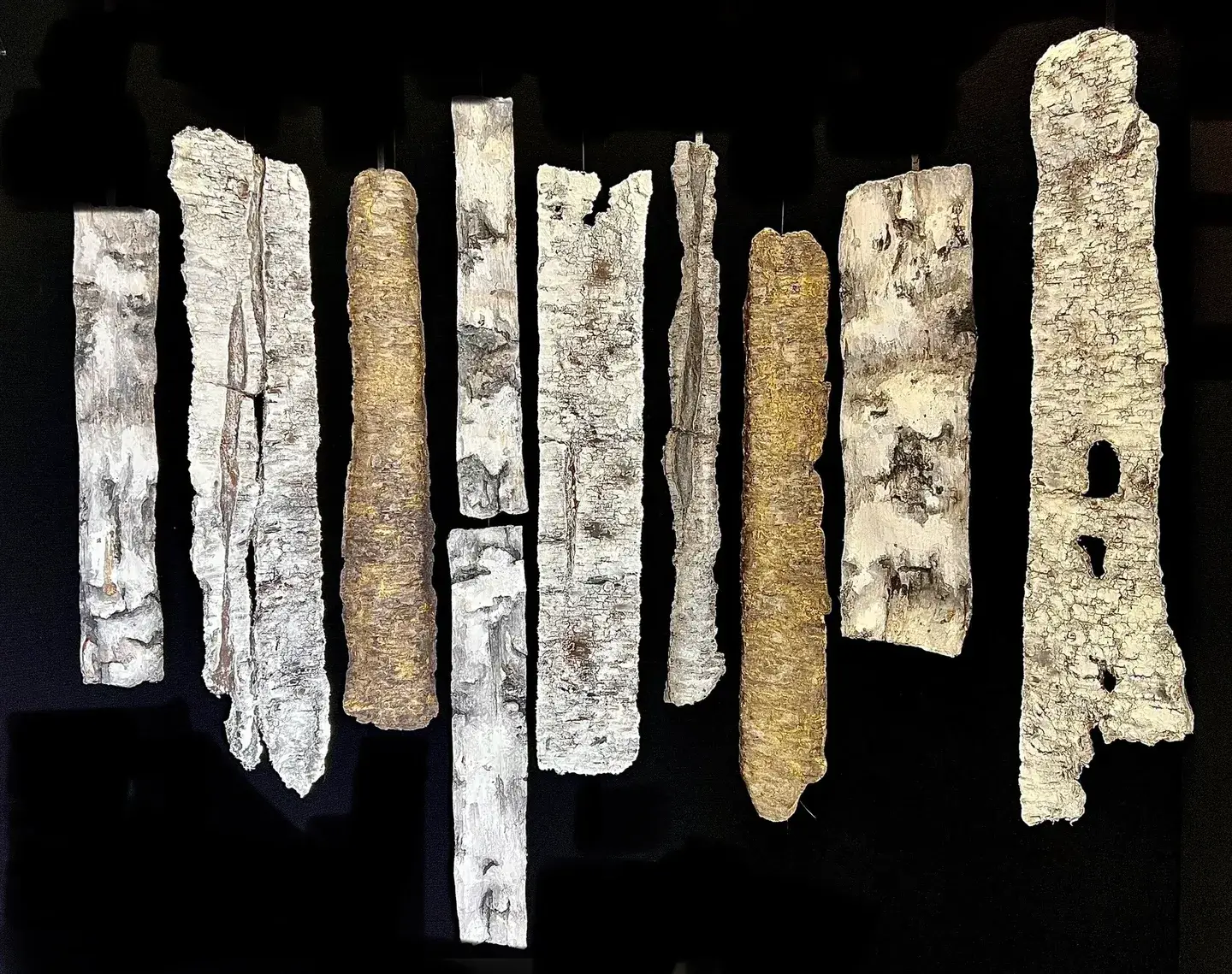 Various textured sticks or bark pieces arranged on a black surface.