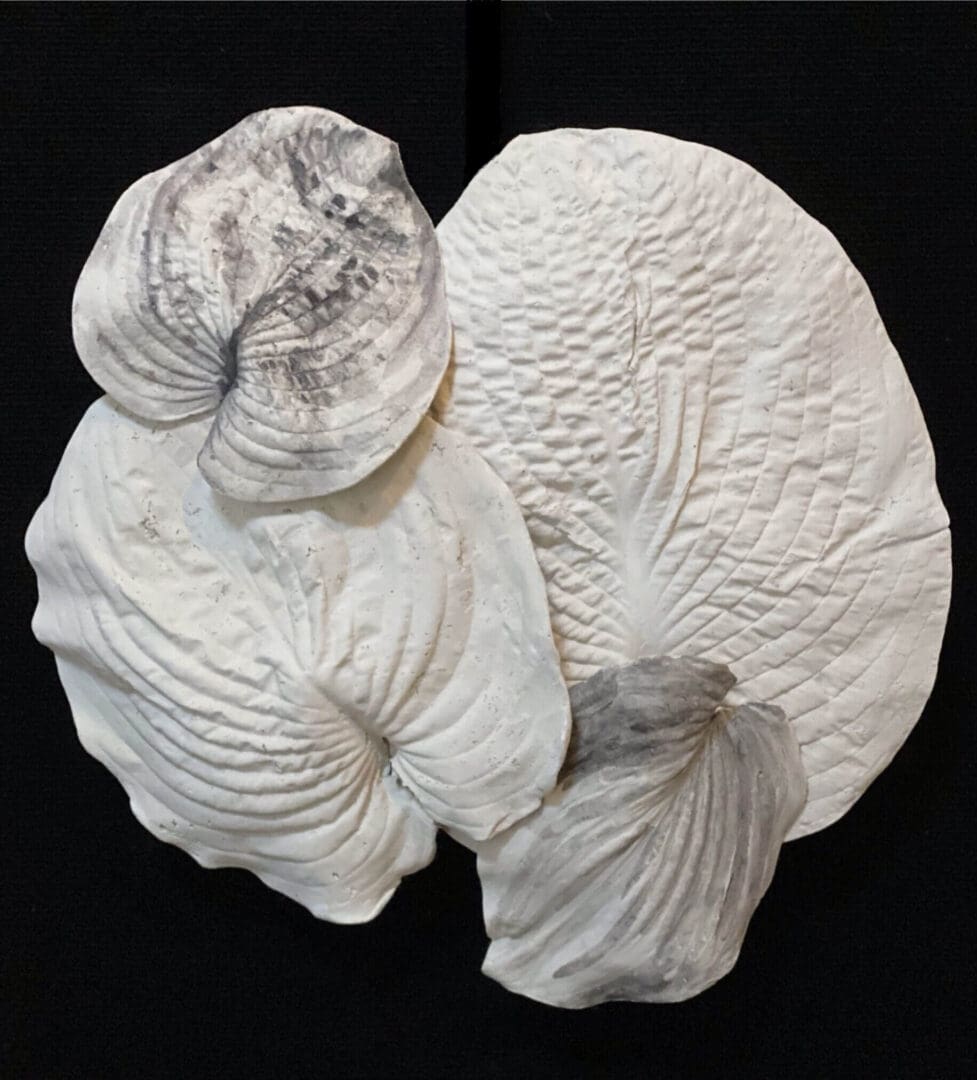 A detailed white fossil shell against a black background.