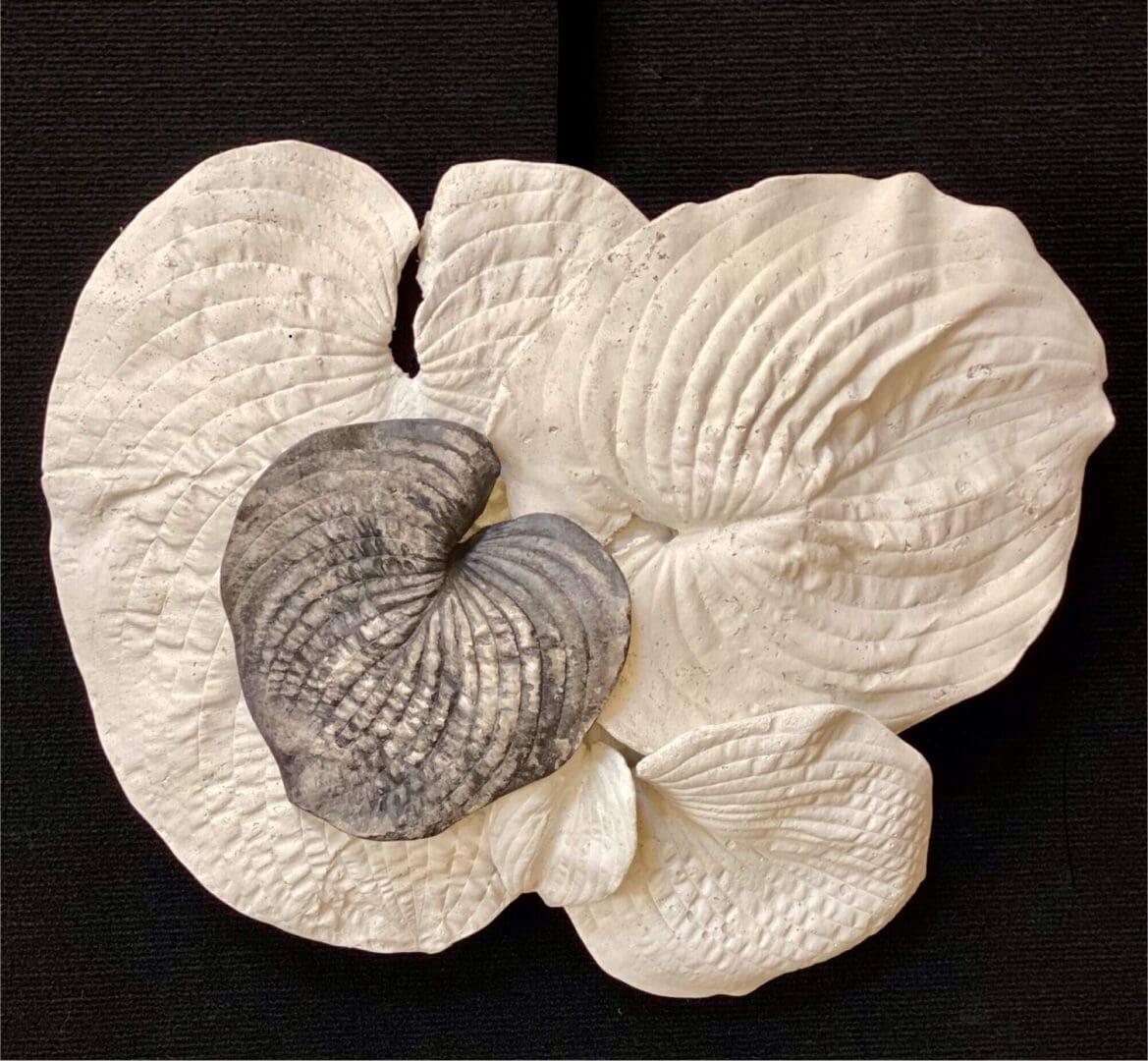 A fossilized ammonite embedded in a textured white rock.