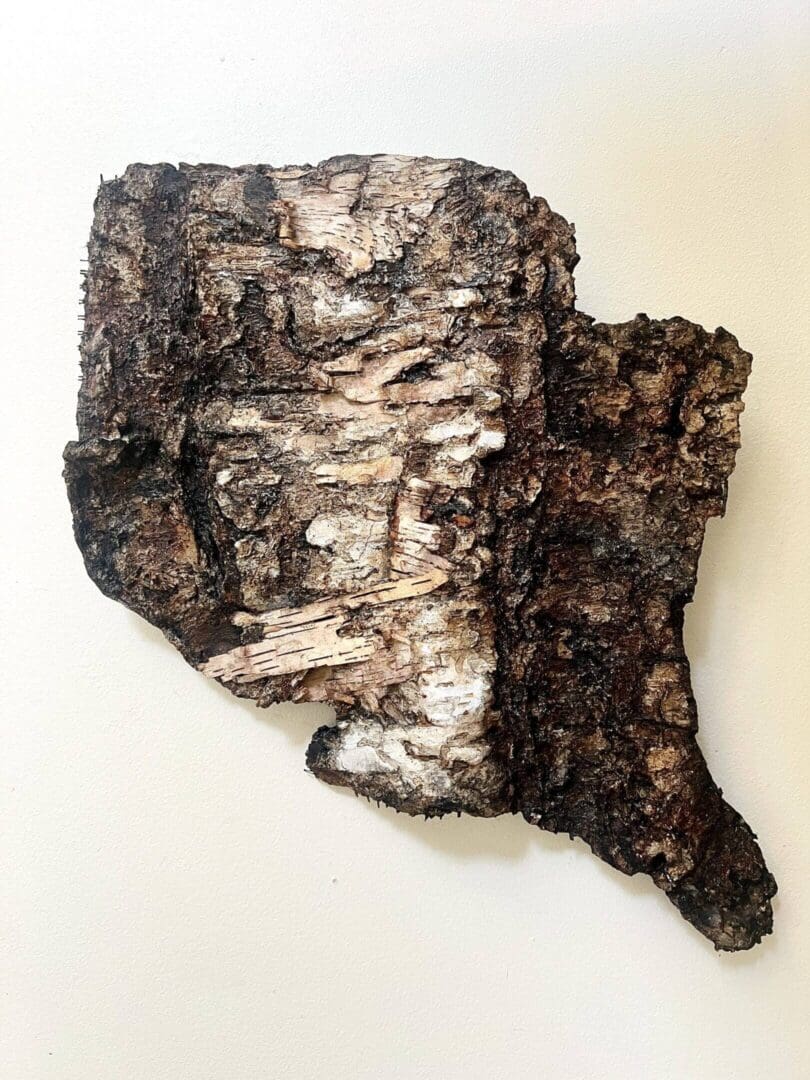 Close-up of textured birch bark pieces with rough and peeling layers.