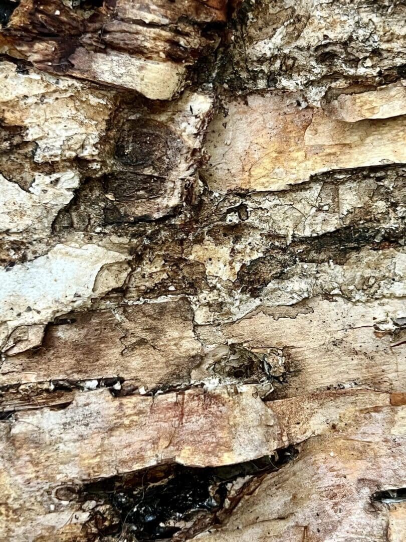 Close-up of rough, textured tree bark with natural color variations.