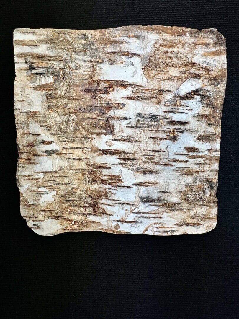 Close-up of birch tree bark showing texture and natural patterns.