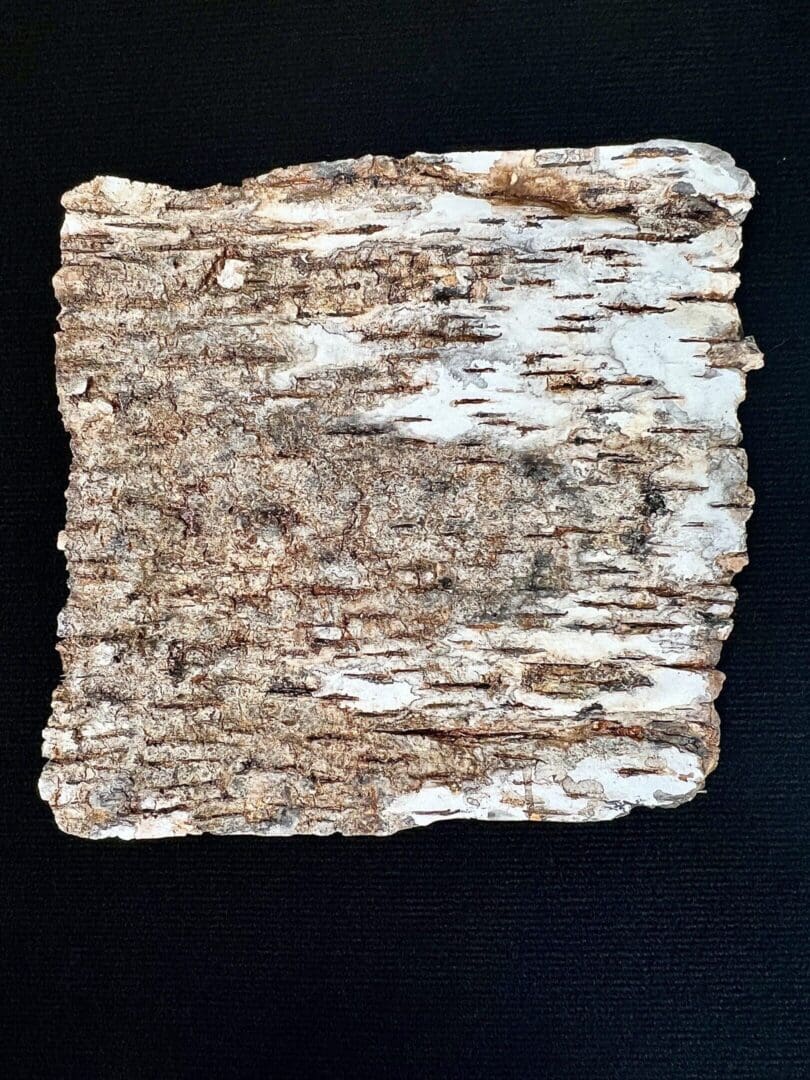 Close-up of birch tree bark with peeling layers and textured surface.