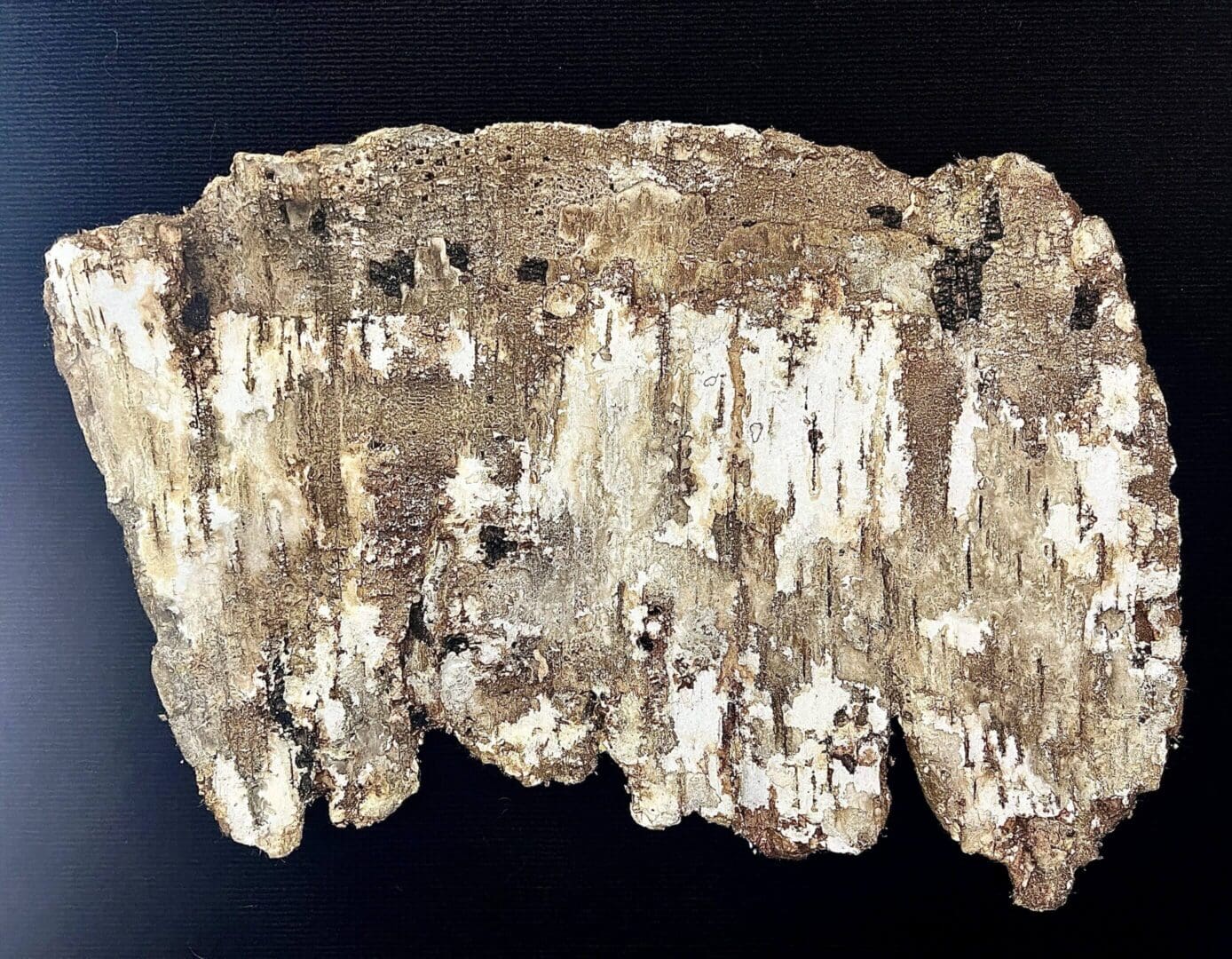 Close-up of a rough, textured bark piece with peeling layers.