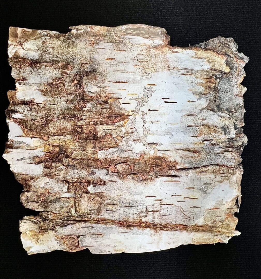 Close-up of birch tree bark showing texture and peeling layers.