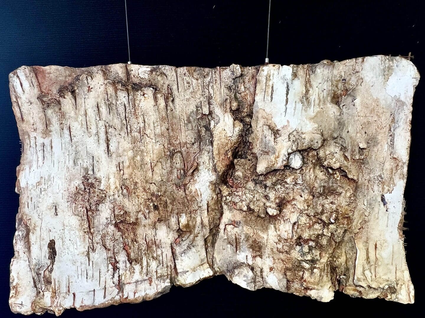 Close-up of textured, weathered bark with natural cracks and markings.