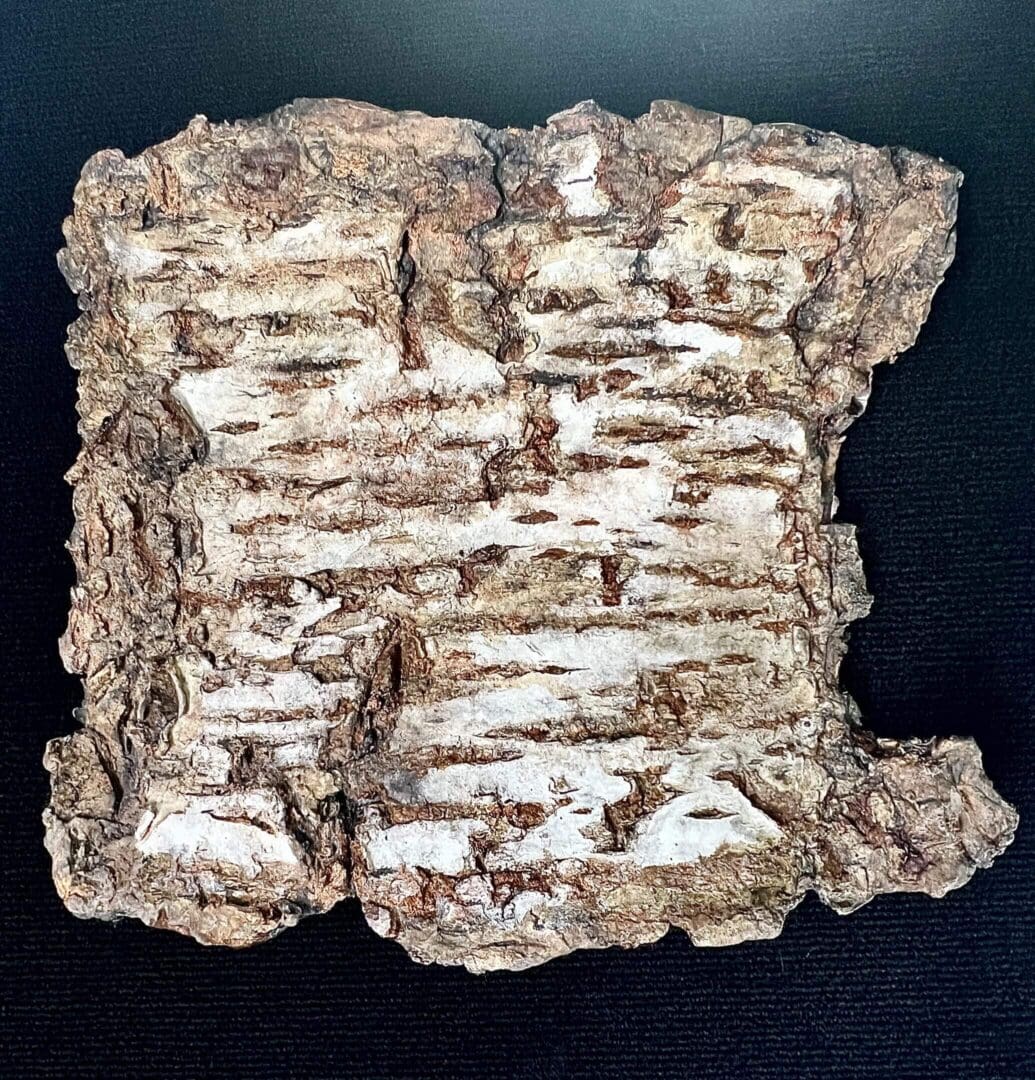 Close-up of rugged tree bark with textured grooves and irregular surface.