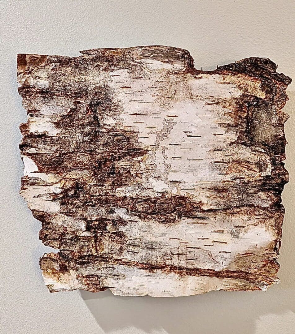 Close-up of a birch tree bark piece with natural texture and color.