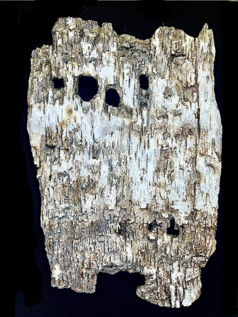 A birch bark piece with dark holes and peeling texture.