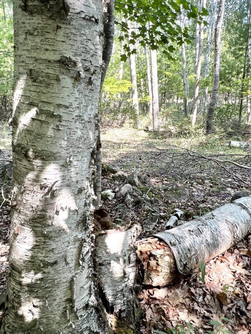 A close-up of birch trees in a sunlit forest clearing.