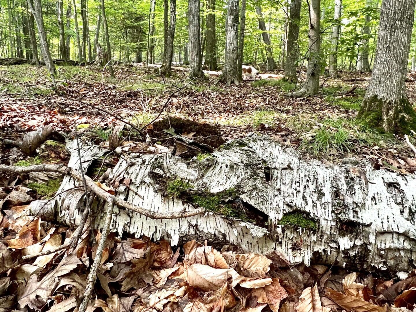 A decaying log covered with lichen in a forest.