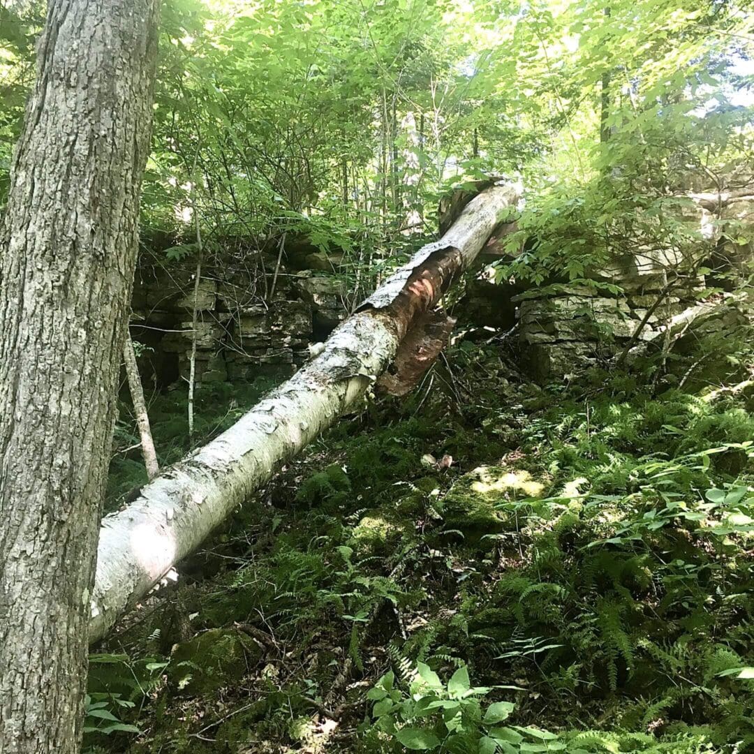 Fallen birch tree rests diagonally in a sunlit forest clearing.
