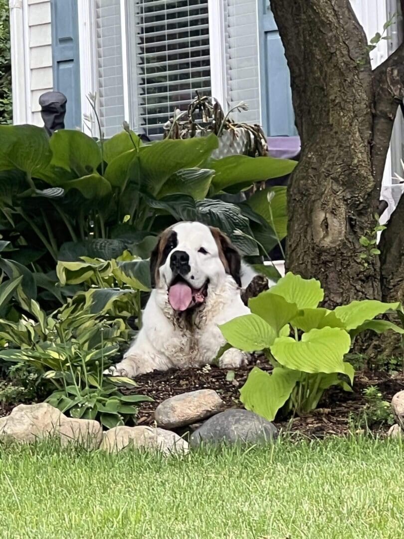 A happy dog resting in a garden surrounded by green plants.