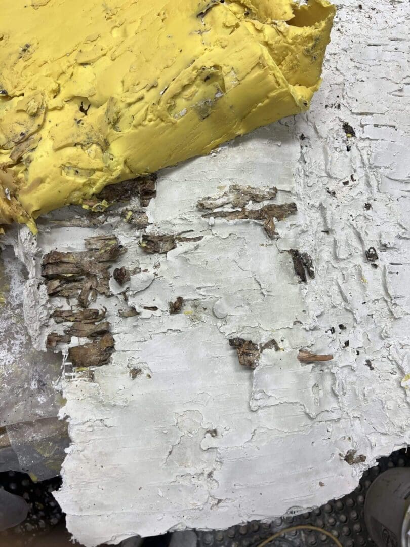 Close-up of birch bark with yellow lichen on top.