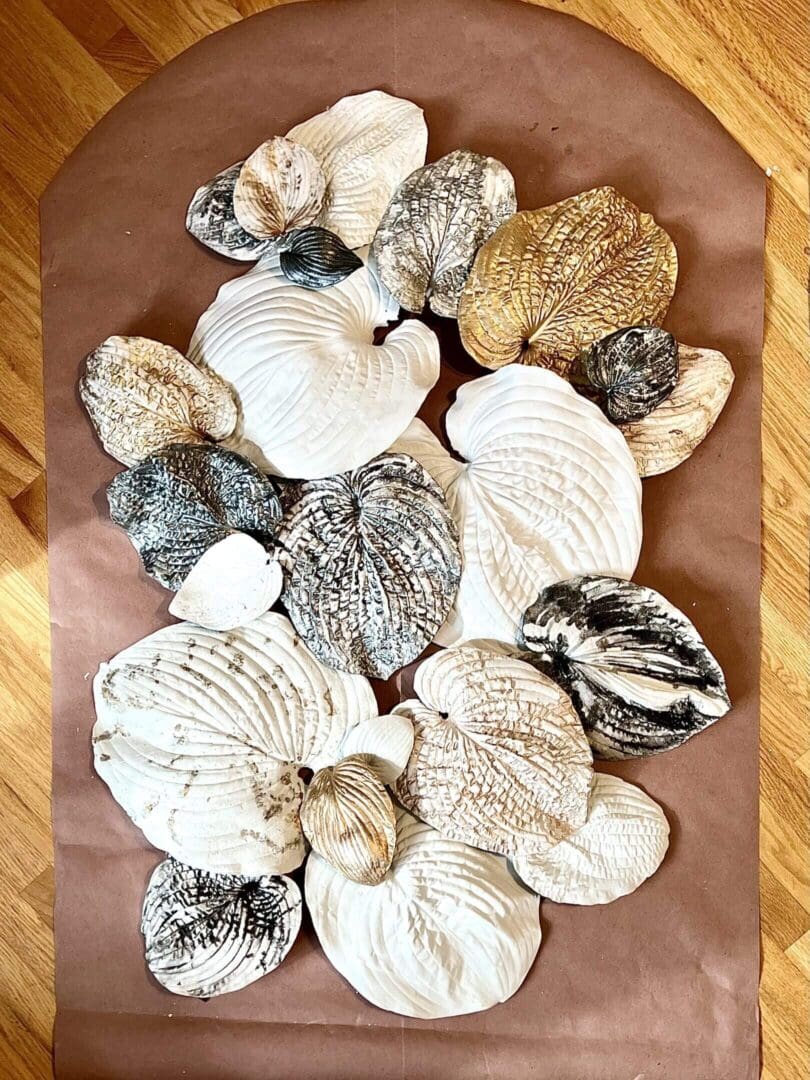 A collection of various seashells arranged on a wooden surface.